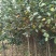柿子果树嫁接苗特大无核柿甜柿磨盘柿南北方种植基地直发现挖