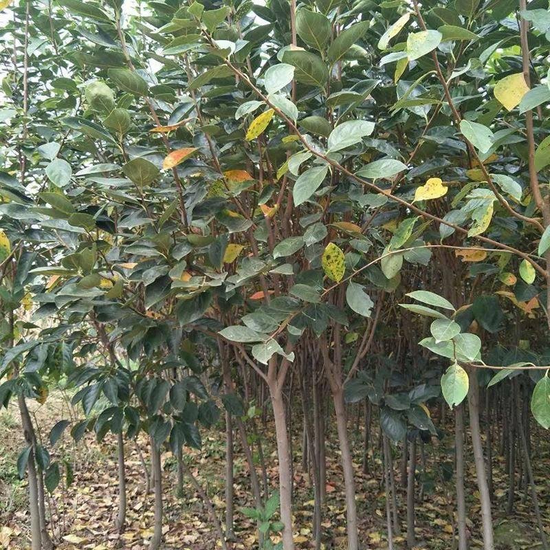 柿子果树嫁接苗特大无核柿甜柿磨盘柿南北方种植基地直发现挖