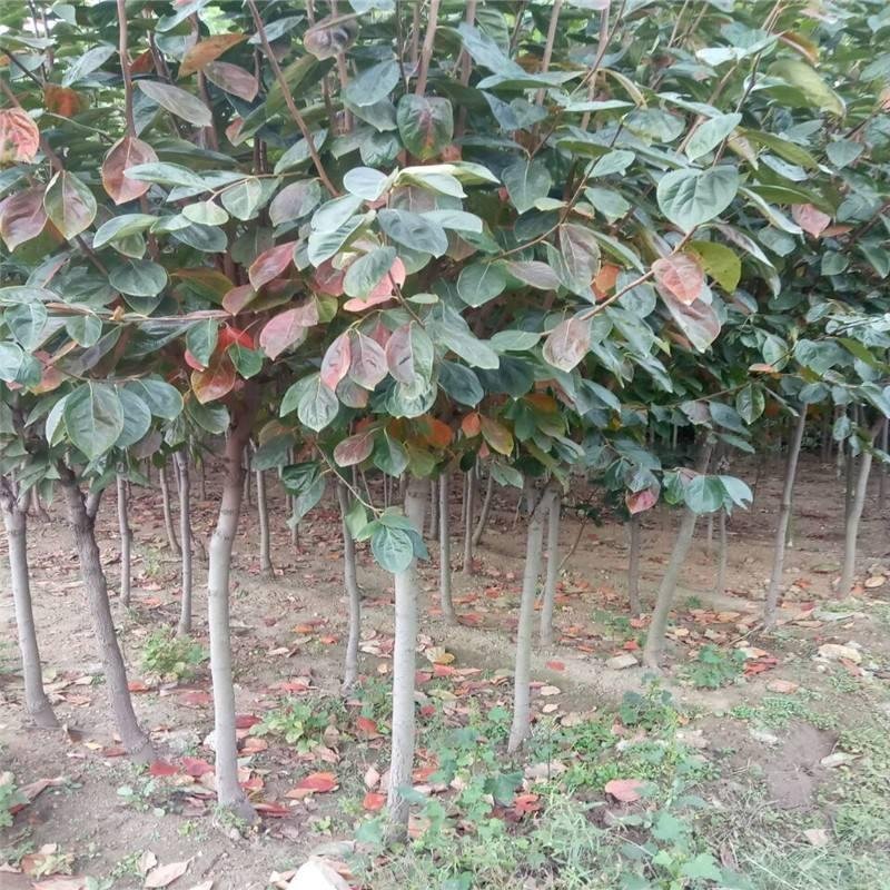 柿子果树嫁接苗特大无核柿甜柿磨盘柿南北方种植基地直发现挖