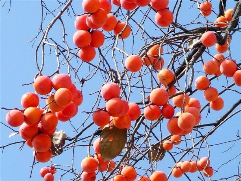柿子果树嫁接苗特大无核柿甜柿磨盘柿南北方种植基地直发现挖
