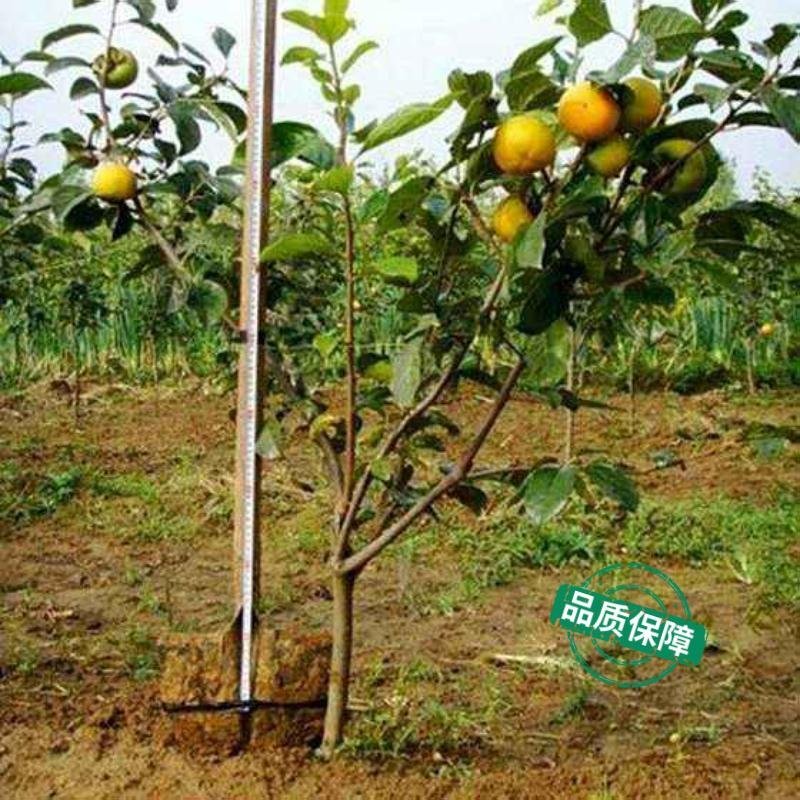 柿子果树嫁接苗特大无核柿甜柿磨盘柿南北方种植基地直发现挖