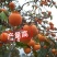 柿子果树嫁接苗特大无核柿甜柿磨盘柿南北方种植基地直发现挖