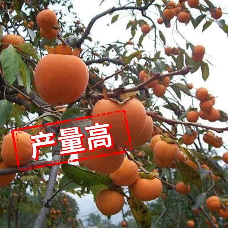 柿子果树嫁接苗特大无核柿甜柿磨盘柿南北方种植基地直发现挖