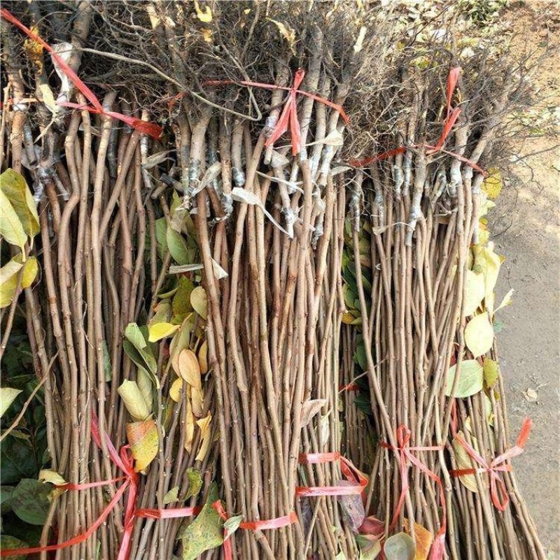 柿子果树嫁接苗特大无核柿甜柿磨盘柿南北方种植基地直发现挖