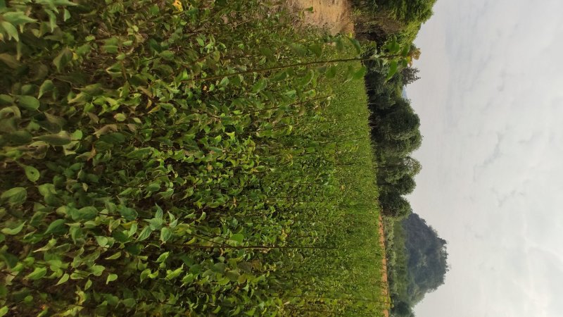 酸梅苗青梅苗砧木青梅实生苗