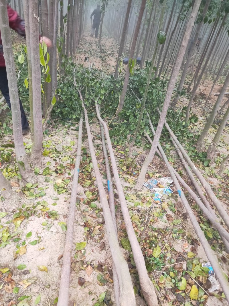 丝绵木，3公分，5公分，8公分，丝绵木，丝绵木丝绵木