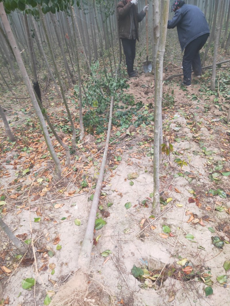 丝绵木，3公分，5公分，8公分，丝绵木，丝绵木丝绵木