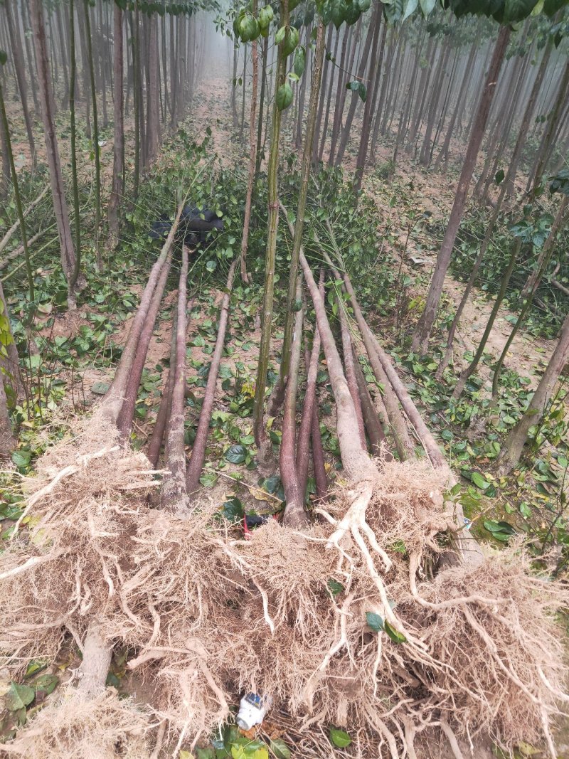 丝绵木，3公分，5公分，8公分，丝绵木，丝绵木丝绵木