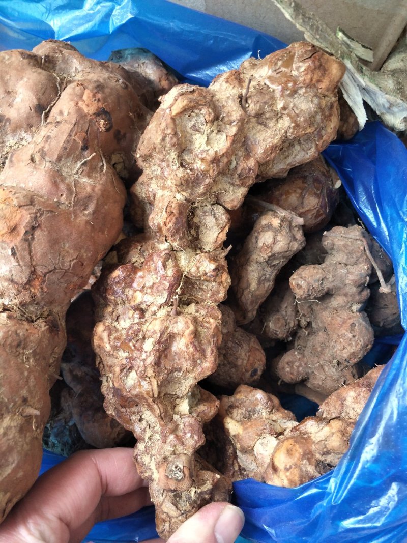 土茯苓野生土茯苓大瑶山