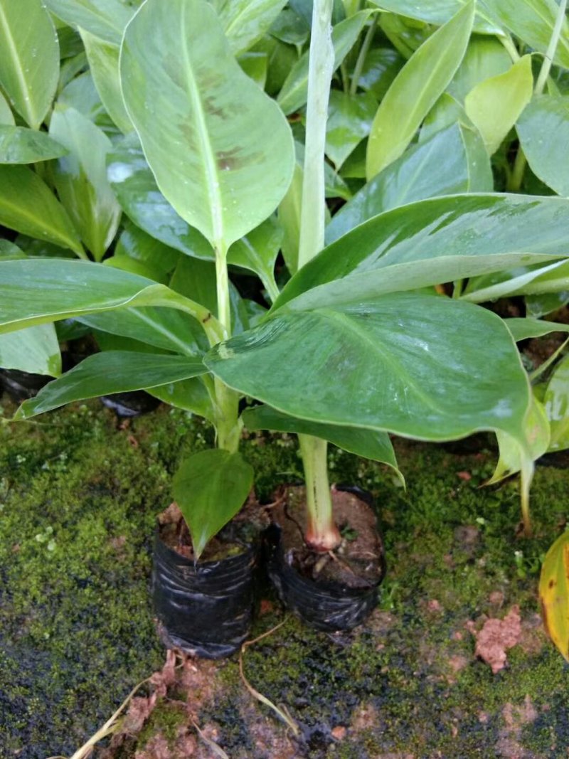 香蕉苗巴西香蕉苗威兼斯B6香蕉苗