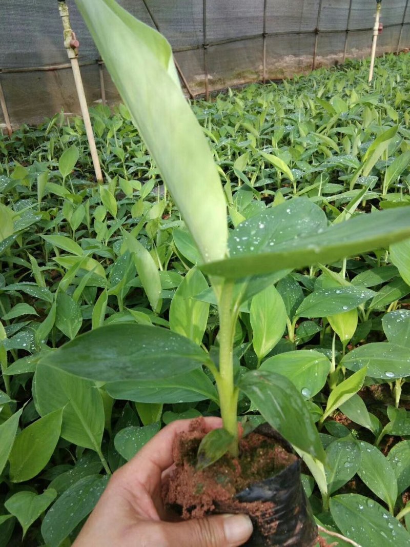 香蕉苗巴西香蕉苗威兼斯B6香蕉苗