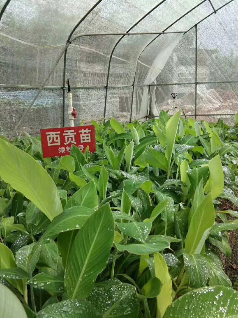 香蕉苗巴西香蕉苗威兼斯B6香蕉苗