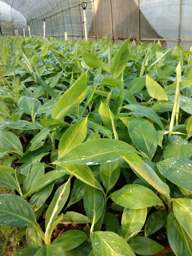 香蕉苗巴西香蕉苗威兼斯B6香蕉苗