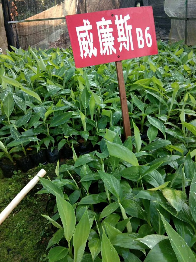 香蕉苗巴西香蕉苗威兼斯B6香蕉苗