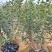 蓝莓苗批发大量出售1-5年蓝莓苗品种多