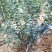 蓝莓苗批发大量出售1-5年蓝莓苗品种多