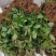蓝莓苗批发大量出售1-5年蓝莓苗品种多