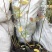 蓝莓苗批发大量出售1-5年蓝莓苗品种多