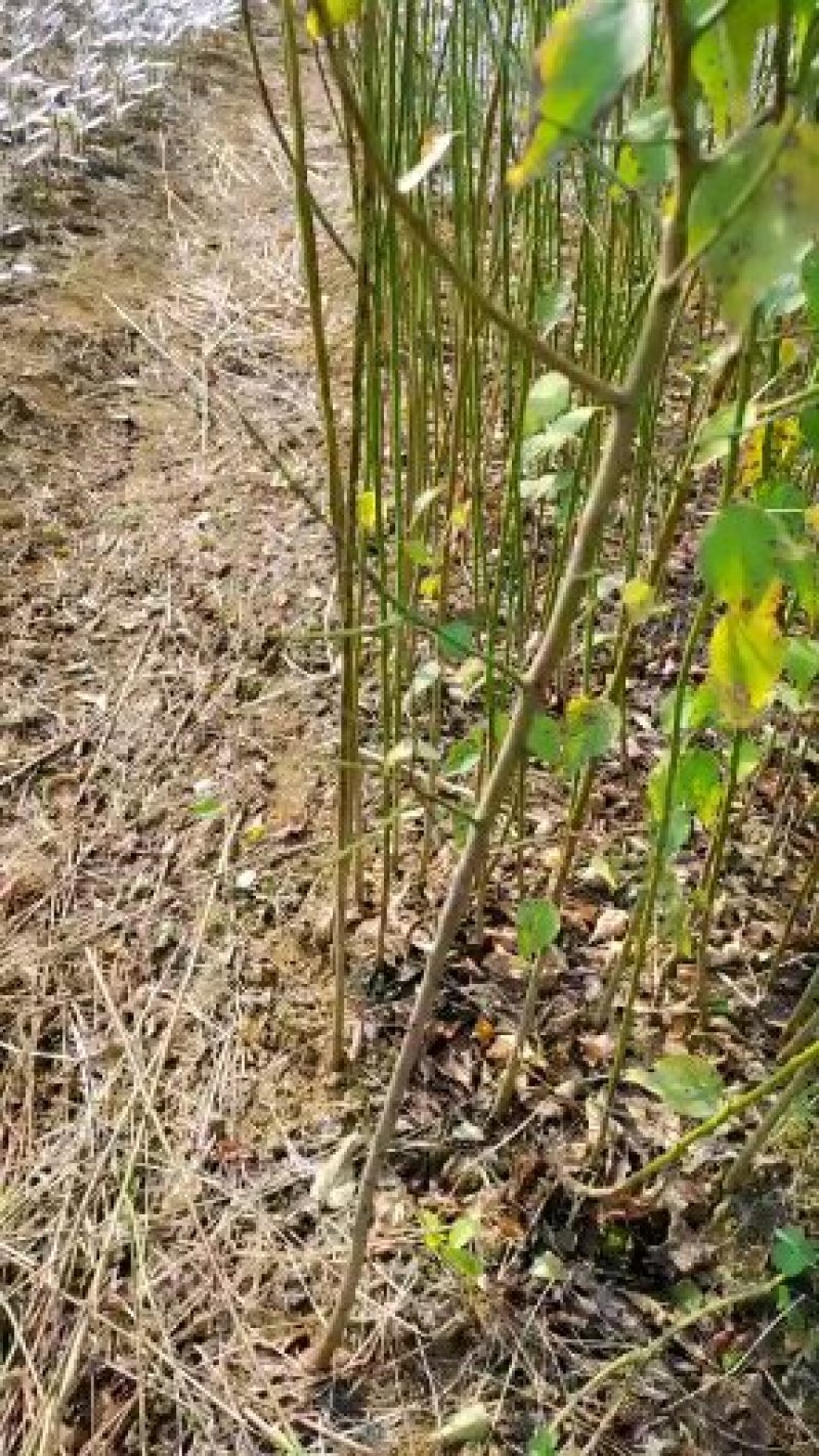 酸梅树苗，实生苗，芽苗，嫁接苗