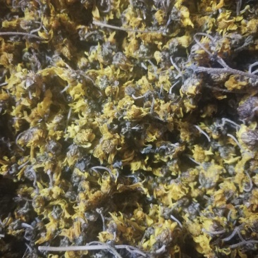 菊花茶/农民自采野生菊花/蒸制晒干成茶
