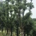 香樟骨架移植苗或全冠移植苗杆直冠圆
