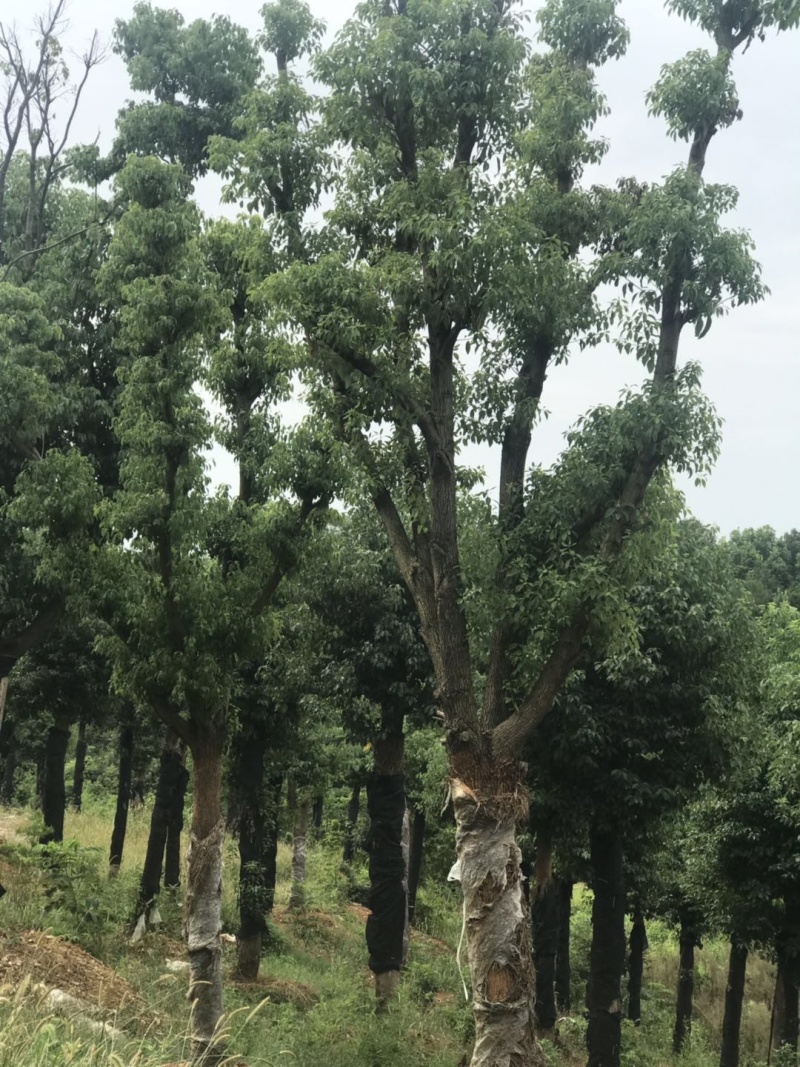 香樟骨架移植苗或全冠移植苗杆直冠圆