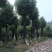 香樟骨架移植苗或全冠移植苗杆直冠圆