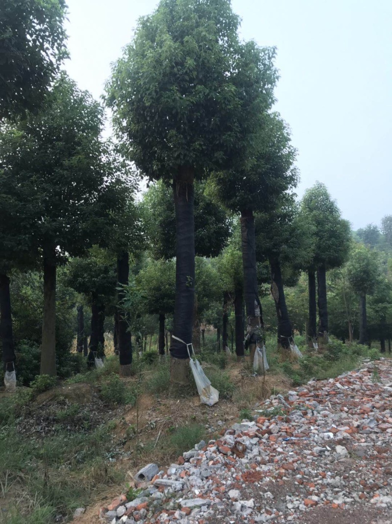 香樟骨架移植苗或全冠移植苗杆直冠圆