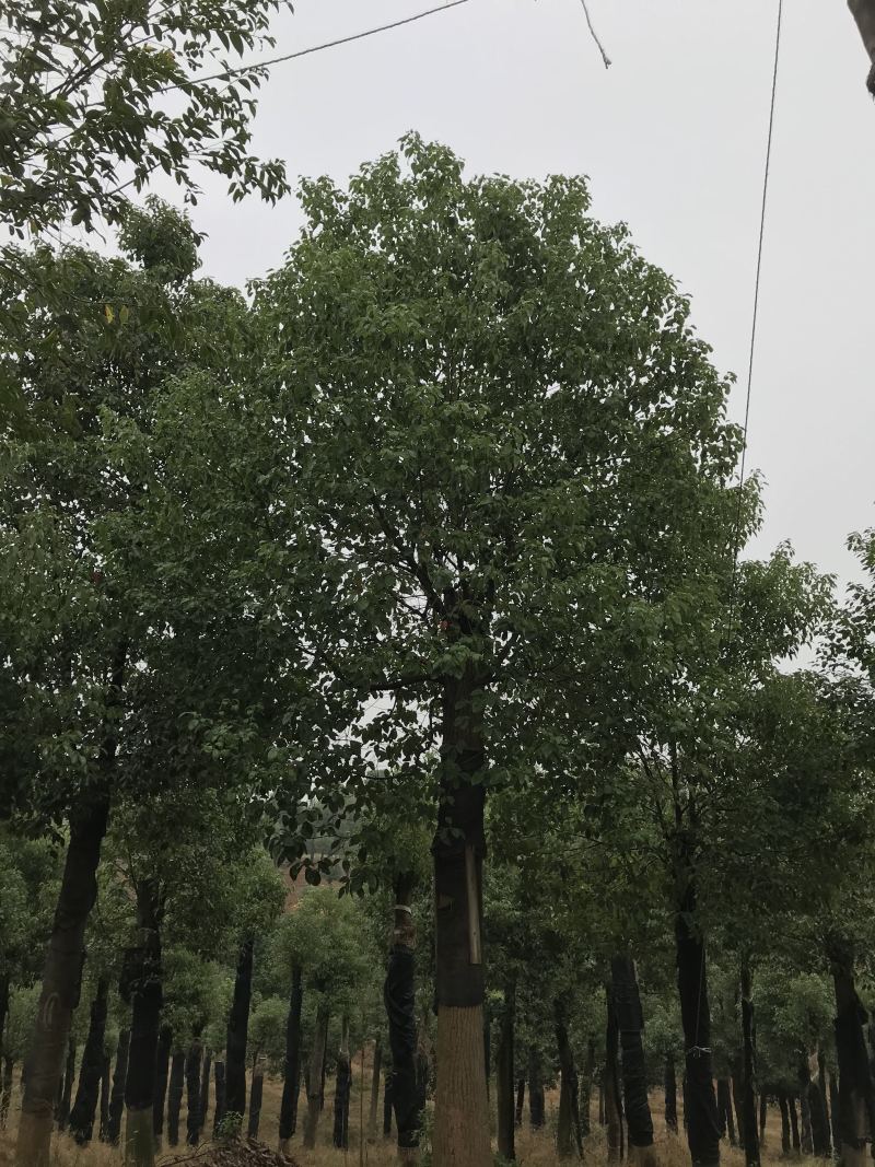 香樟骨架移植苗或全冠移植苗杆直冠圆