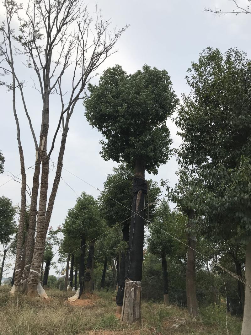 香樟骨架移植苗或全冠移植苗杆直冠圆