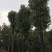 香樟骨架移植苗或全冠移植苗杆直冠圆