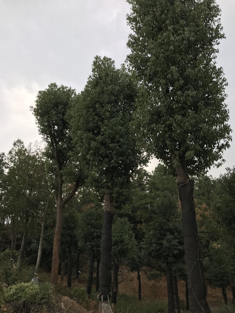 香樟骨架移植苗或全冠移植苗杆直冠圆