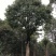 香樟骨架移植苗或全冠移植苗杆直冠圆