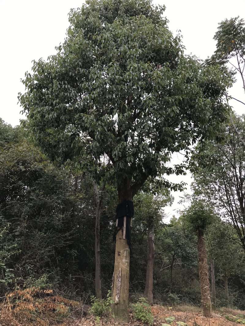 香樟骨架移植苗或全冠移植苗杆直冠圆
