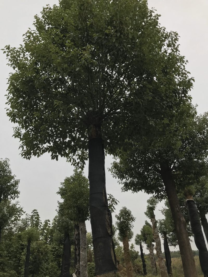 香樟骨架移植苗或全冠移植苗杆直冠圆
