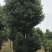 香樟骨架移植苗或全冠移植苗杆直冠圆