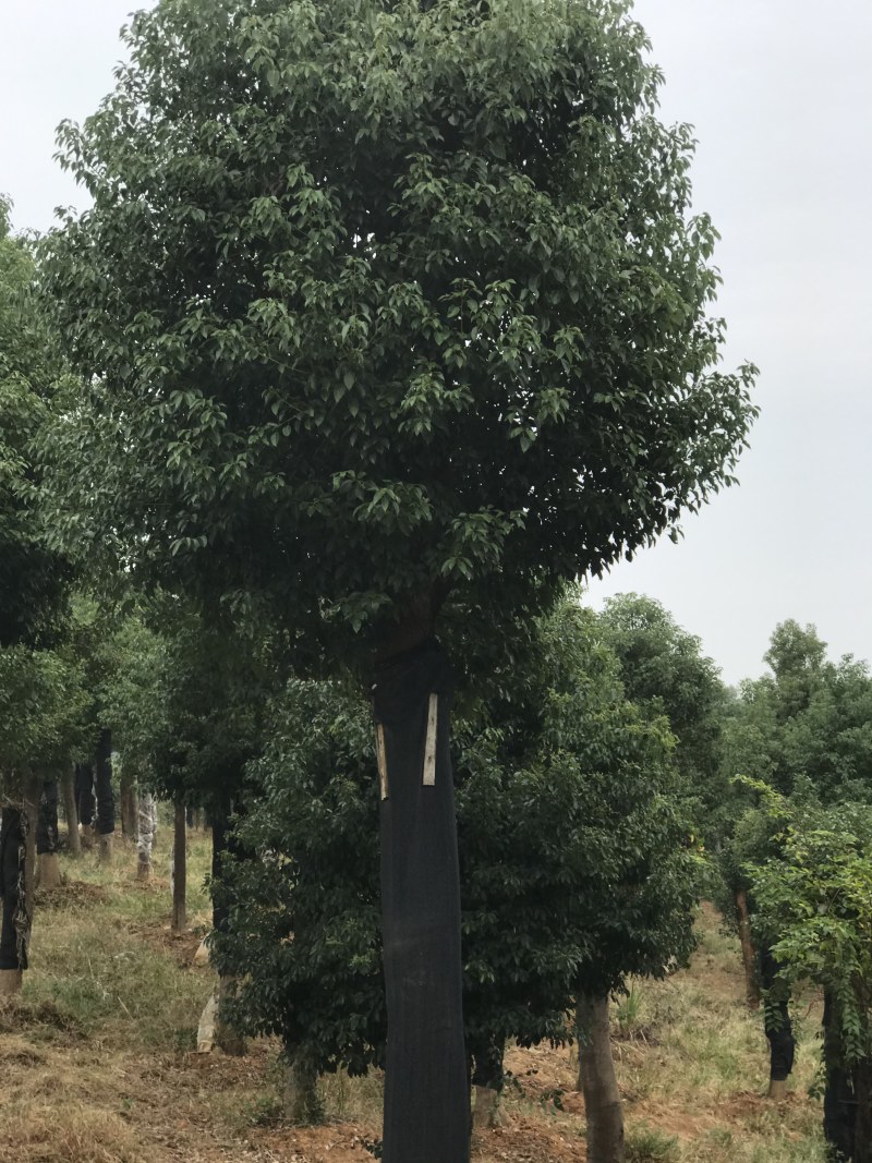 香樟骨架移植苗或全冠移植苗杆直冠圆