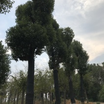香樟骨架移植苗或全冠移植苗杆直冠圆