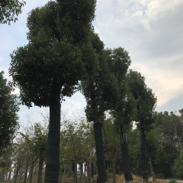 香樟骨架移植苗或全冠移植苗杆直冠圆