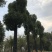香樟骨架移植苗或全冠移植苗杆直冠圆