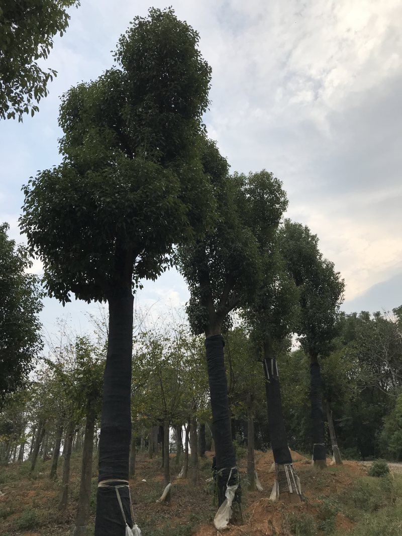 香樟骨架移植苗或全冠移植苗杆直冠圆