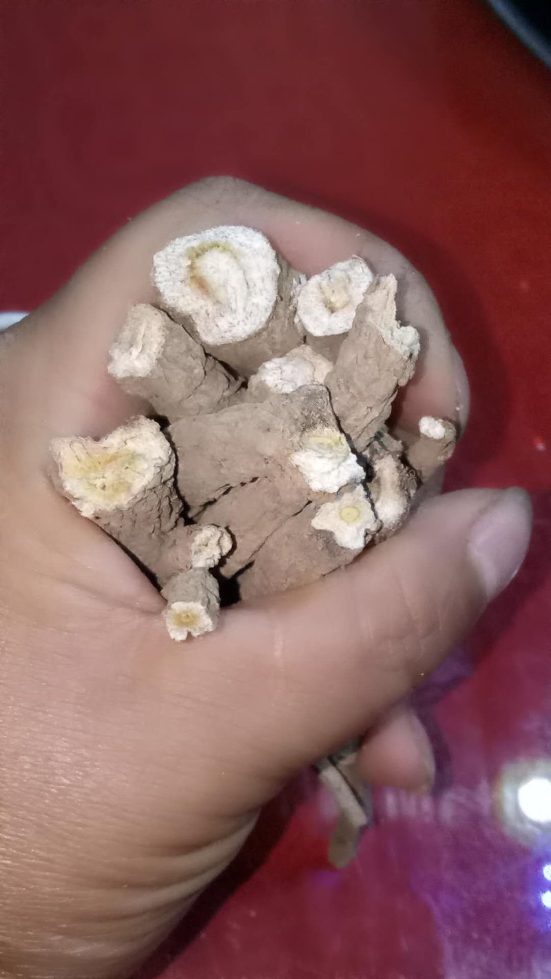 贵州白花前胡