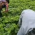 贵州白花前胡