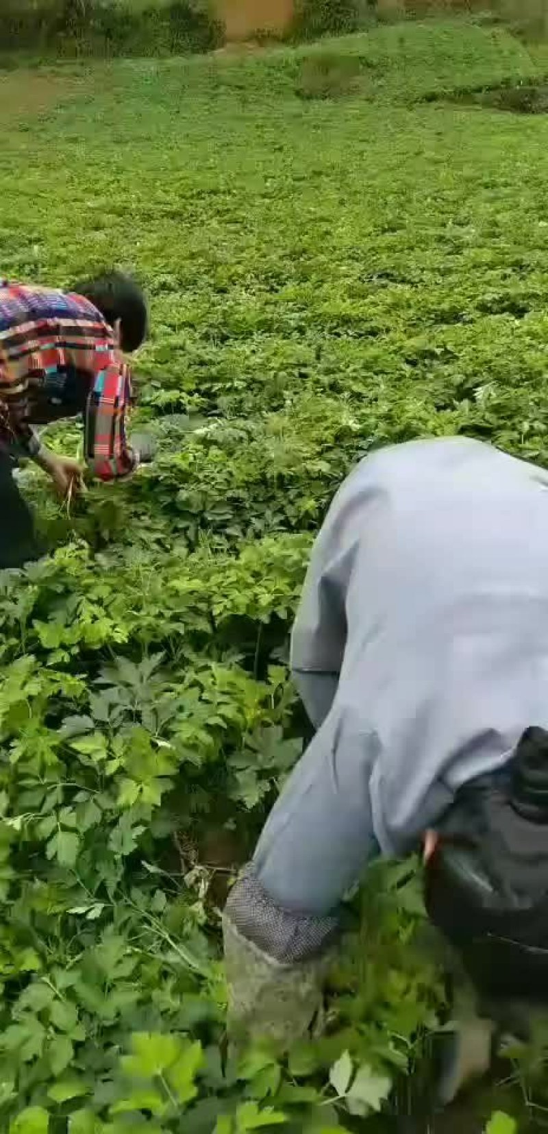 贵州白花前胡