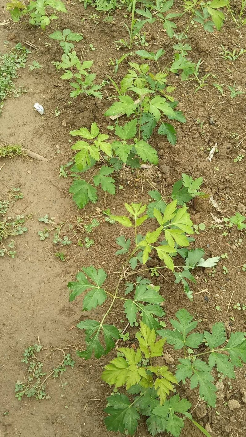 贵州白花前胡