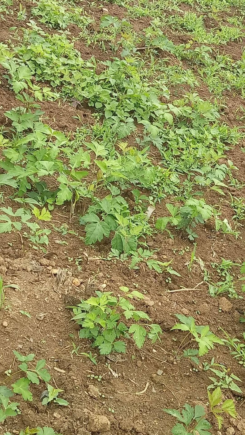 贵州白花前胡