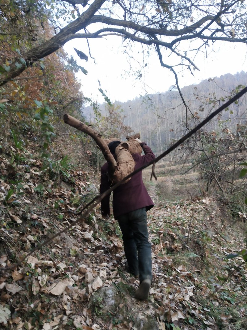 野生葛根