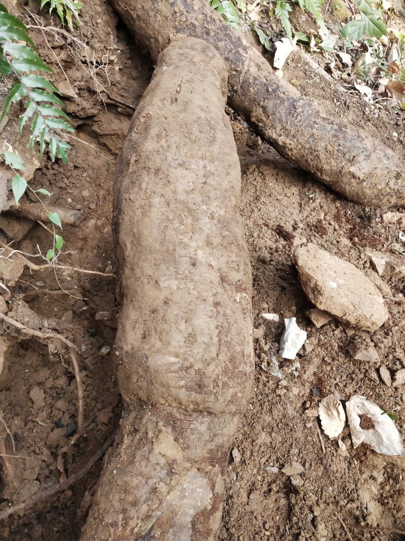 野生葛根