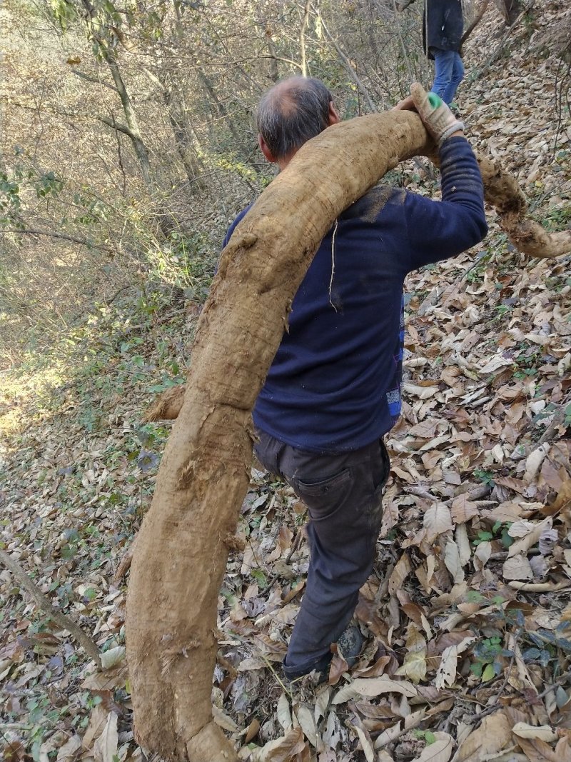 野生葛根