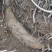 野生葛根